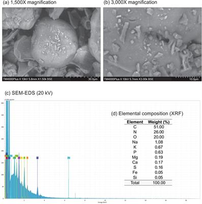 Rice plants treated with biochar derived from Spirulina (Arthrospira platensis) optimize resource allocation towards seed production